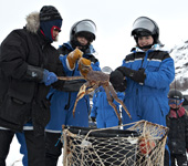 King Crab Safari